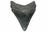 Serrated, Juvenile Megalodon Tooth - North Carolina #376551-1